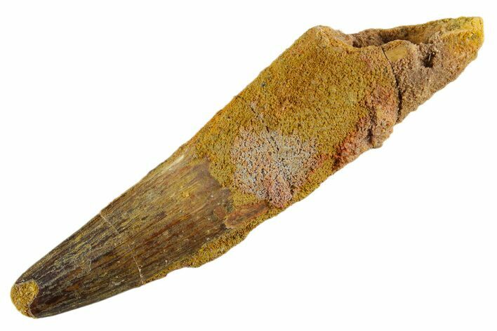 Fossil Spinosaurus Tooth - Real Dinosaur Tooth #347157